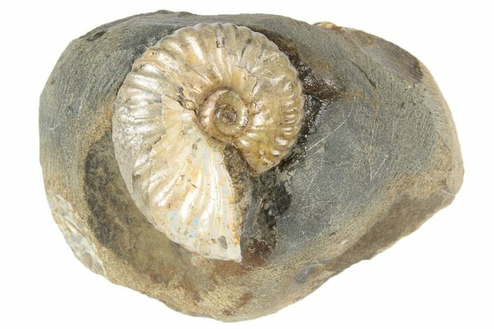 Cretaceous Fossil Ammonite (Jeletzkytes) - South Dakota #189330